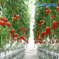 Casas verdes comerciais multi span de tomate estufa